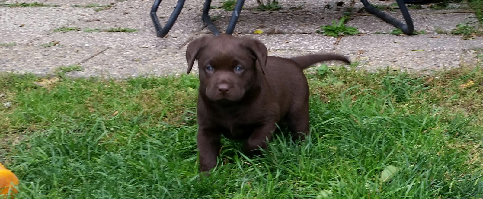 Labrador Retriever